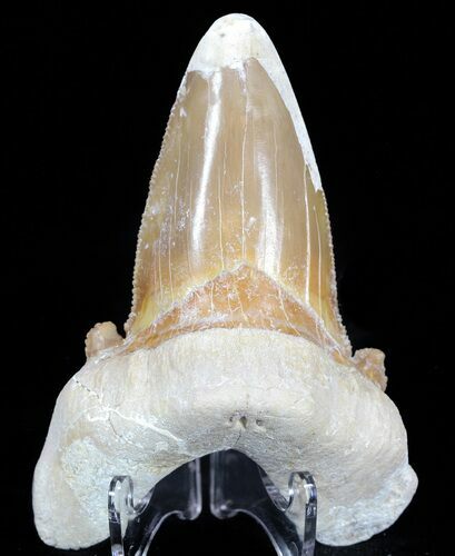 Auriculatus Shark Tooth - Dakhla, Morocco (Restored) #58425